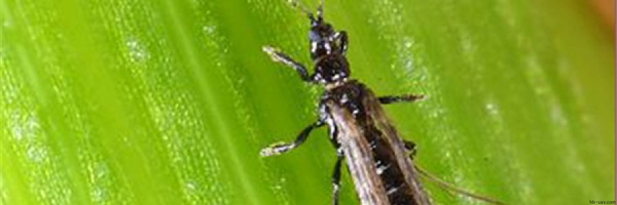 玉米苗期主要病蟲(chóng)害防治技術(shù)