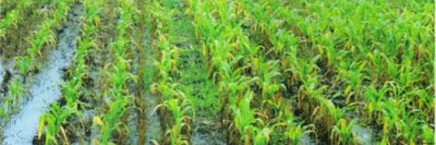 玉米澇害防治-圖文識(shí)別技術(shù)