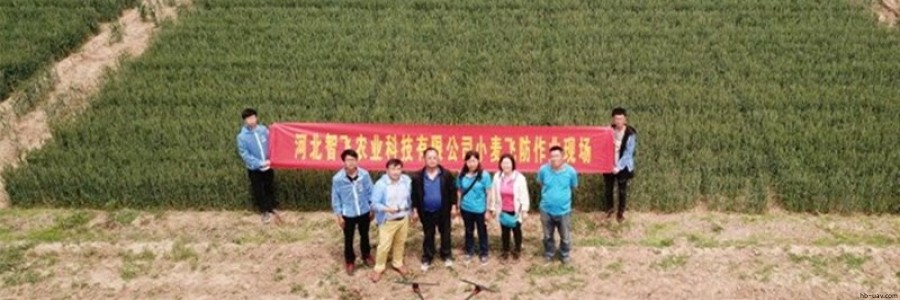 智飛極農(nóng)無(wú)人機(jī)聯(lián)手河北省植保研究所開(kāi)展“河北小麥病害減量增效”項(xiàng)目
